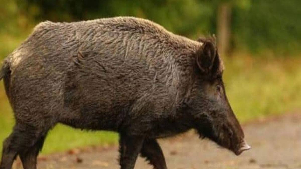 Μάνη: Νεκρός 24χρονος μετά από σύγκρουση μηχανής με αγριόχοιρο