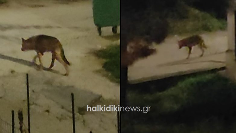 Νέα εμφάνιση λύκου στη Χαλκιδική