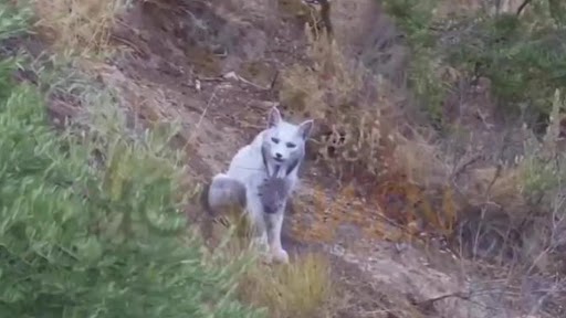 Το «λευκό φάντασμα» του μεσογειακού δάσους Το «λευκό φάντασμα» του μεσογειακού δάσους