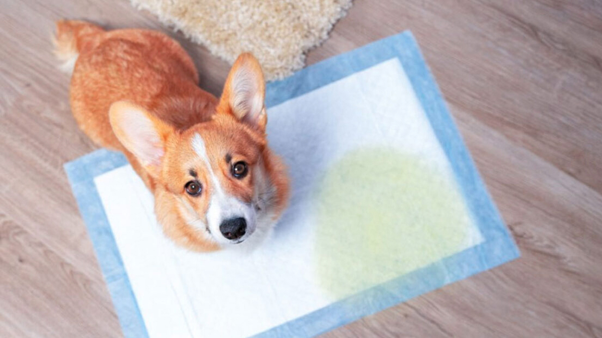 Πώς να εκπαιδεύσετε τον σκύλο σας να χρησιμοποιεί σωστά την πάνα