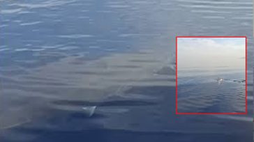 Λευκός καρχαρίας – τέρας στην Κάρπαθο