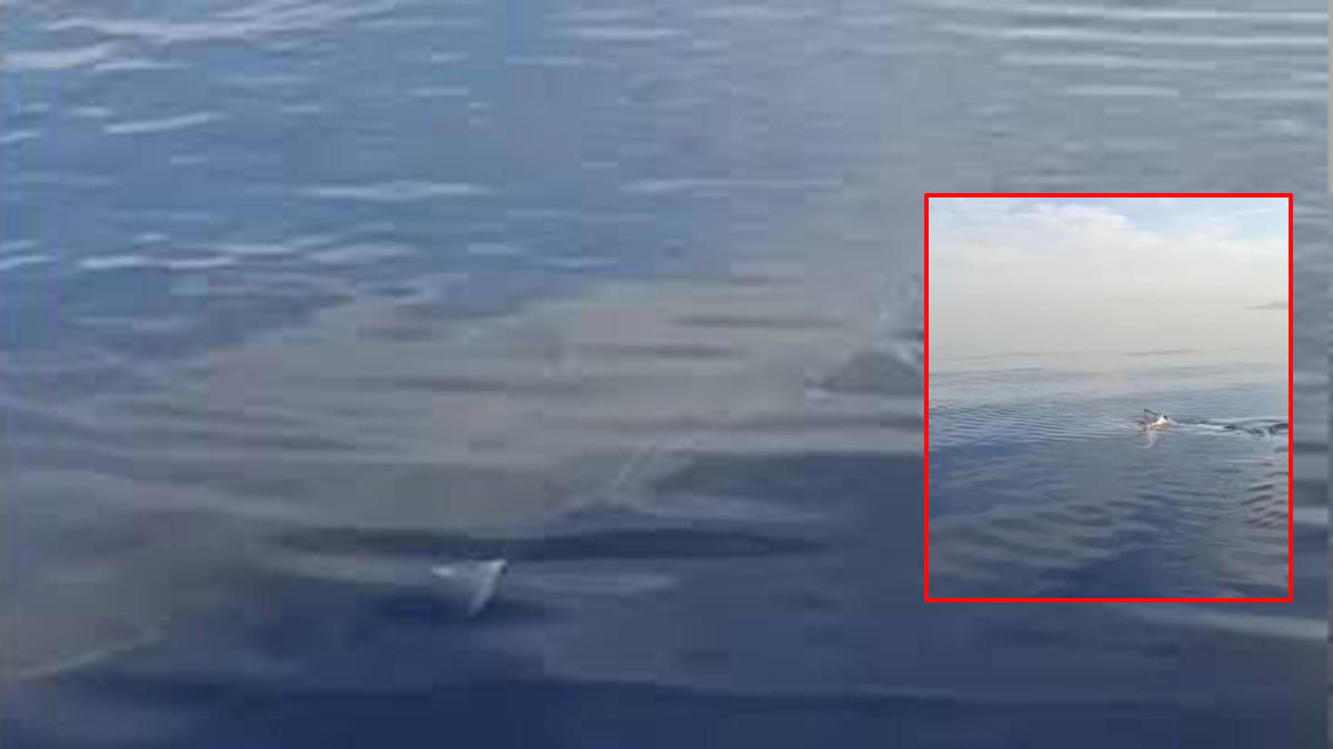 Λευκός καρχαρίας – τέρας στην Κάρπαθο