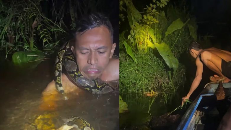 Ινδονησία: Πύθωνας τυλίγεται γύρω από τον λαιμό ξεναγού, διατρέχοντας τον κίνδυνο να τον πνίξει