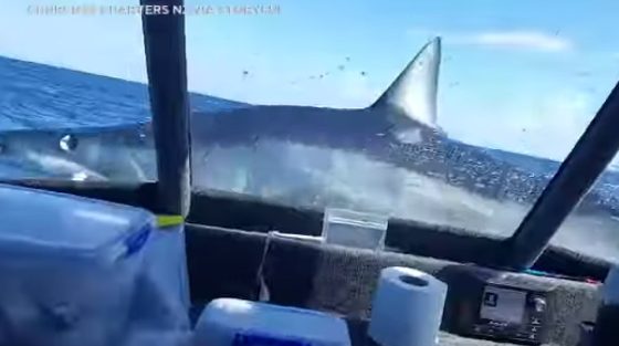 Καρχαρίας «προσγειώθηκε» πάνω σε σκάφος – Σοκαρισμένοι, οι ψαράδες