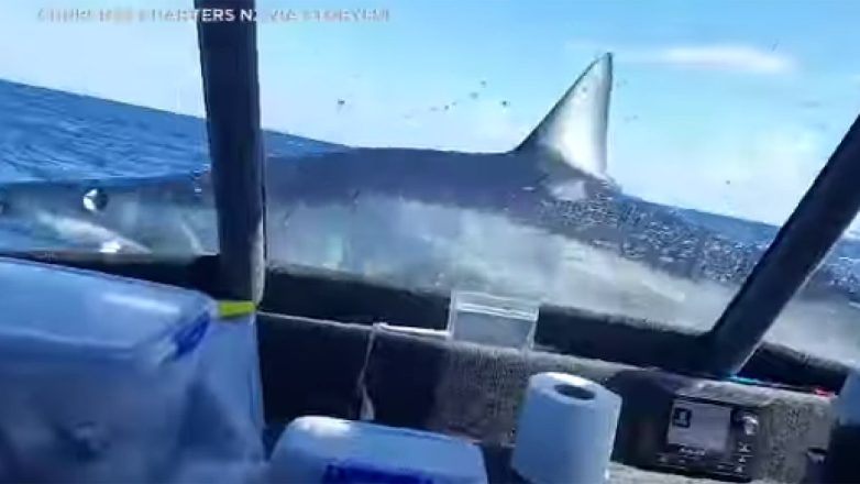 Καρχαρίας «προσγειώθηκε» πάνω σε σκάφος – Σοκαρισμένοι, οι ψαράδες