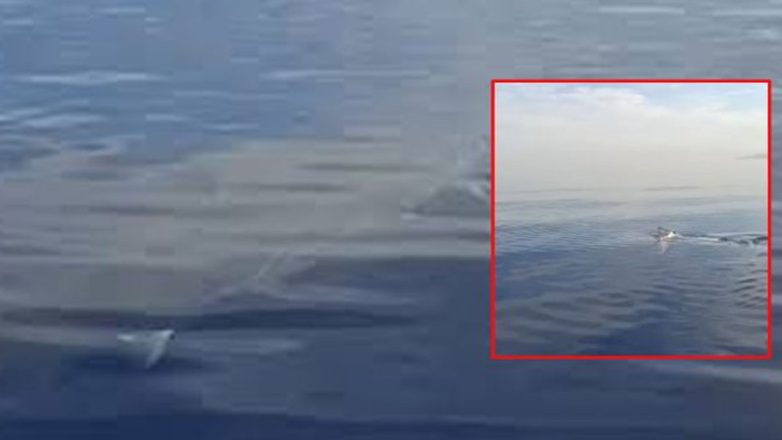 Viral το βίντεο με τον λευκό καρχαρία στην Κάρπαθο Viral το βίντεο με τον λευκό καρχαρία στην Κάρπαθο