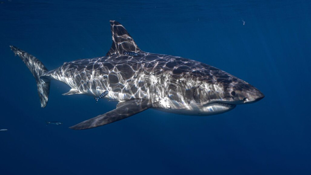 Ανακοίνωση της ΠΕΠΙΕΘ για το περιστατικό με τον καρχαρία στην Κάρπαθο