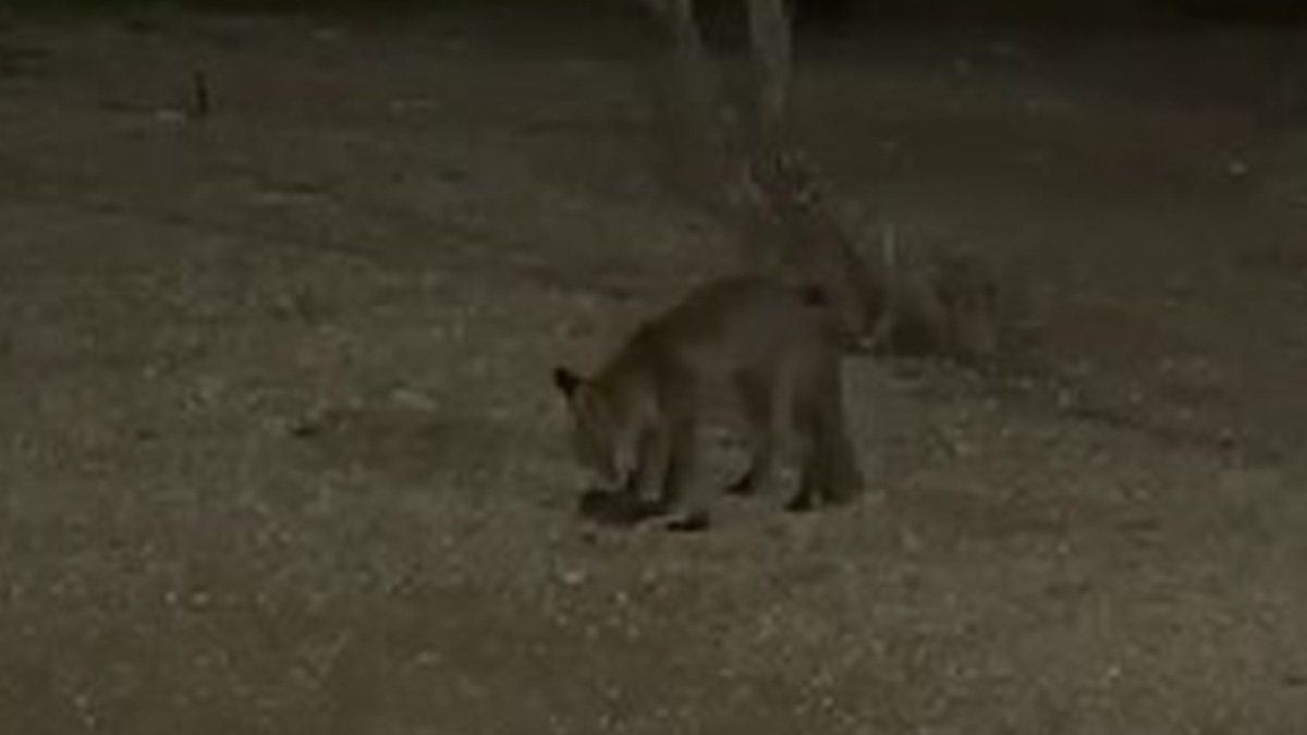 Θαλασσινή αλεπού στο Παλαιό Φάληρο