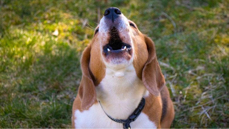 Ο σκύλος σας γαβγίζει χωρίς προφανή λόγο; Τι μπορεί να σημαίνει στην πραγματικότητα