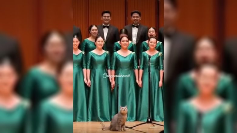 Γάτα – σοπράνο! (AI)