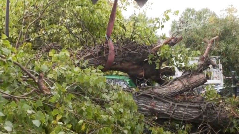 Θεσσαλονίκη: Έπεσαν δέντρα λόγω των ισχυρών ανέμων Θεσσαλονίκη: Έπεσαν δέντρα λόγω των ισχυρών ανέμων