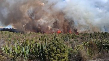 Βροχή έσβησε τη μεγάλη πυρκαγιά που έκαιγε το παλαιότερο εθνικό πάρκο της Νέας Ζηλανδίας