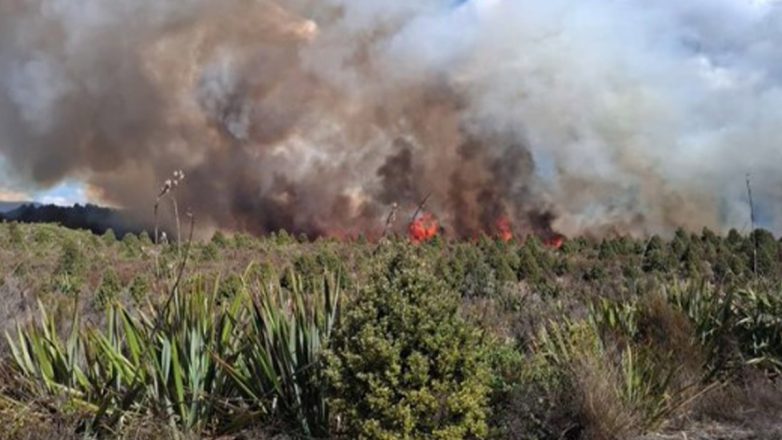 Βροχή έσβησε τη μεγάλη πυρκαγιά που έκαιγε το παλαιότερο εθνικό πάρκο της Νέας Ζηλανδίας Βροχή έσβησε τη μεγάλη πυρκαγιά που έκαιγε το παλαιότερο εθνικό πάρκο της Νέας Ζηλανδίας