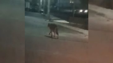 Λύκος κάνει βόλτες στην Πετρούπολη και τα Άνω Λιόσια! – Δείτε βίντεο