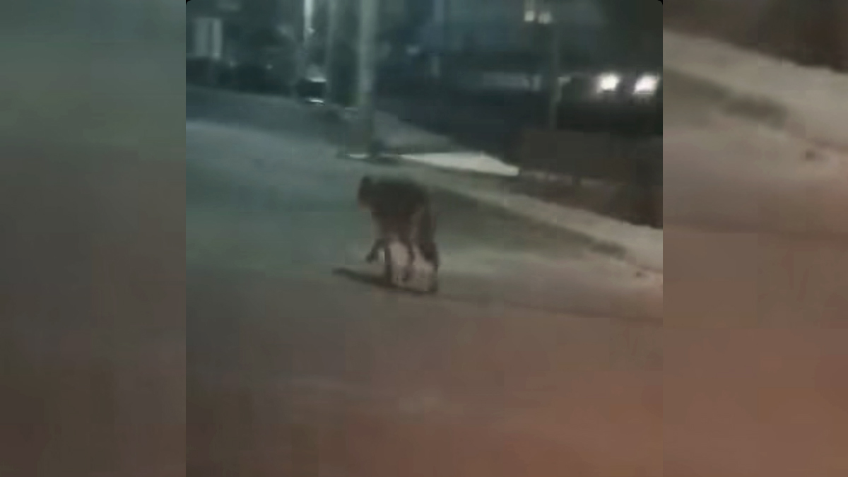 Λύκος κάνει βόλτες στην Πετρούπολη και τα Άνω Λιόσια! – Δείτε βίντεο