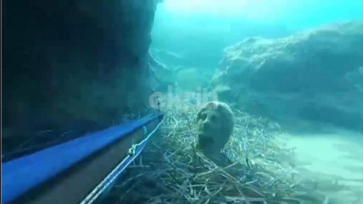 Πήγε για ψαροντούφεκο και βρήκε άγαλμα στον βυθό