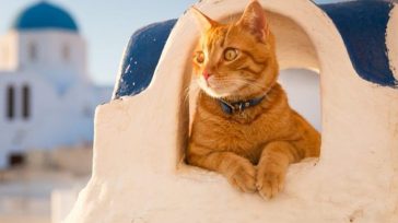 Νάξος: Συνελήφθη γιατί είχε εγκλωβισμένες 58 γάτες