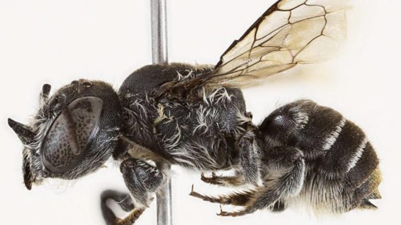 Αυστραλία: Ανακαλύφθηκε νέο είδος μέλισσας που ονομάστηκε «Λούσιφερ» Αυστραλία: Ανακαλύφθηκε νέο είδος μέλισσας που ονομάστηκε «Λούσιφερ»