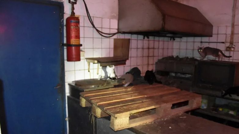 Υποσιτισμένες γάτες