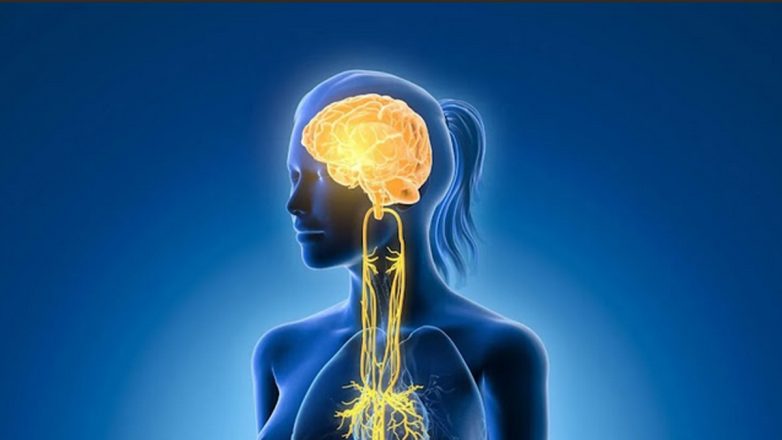 Tο πνευμονογαστρικό μας νεύρο είναι το κλειδί όταν νιώθουμε την ανάγκη να απενεργοποιηθούμε