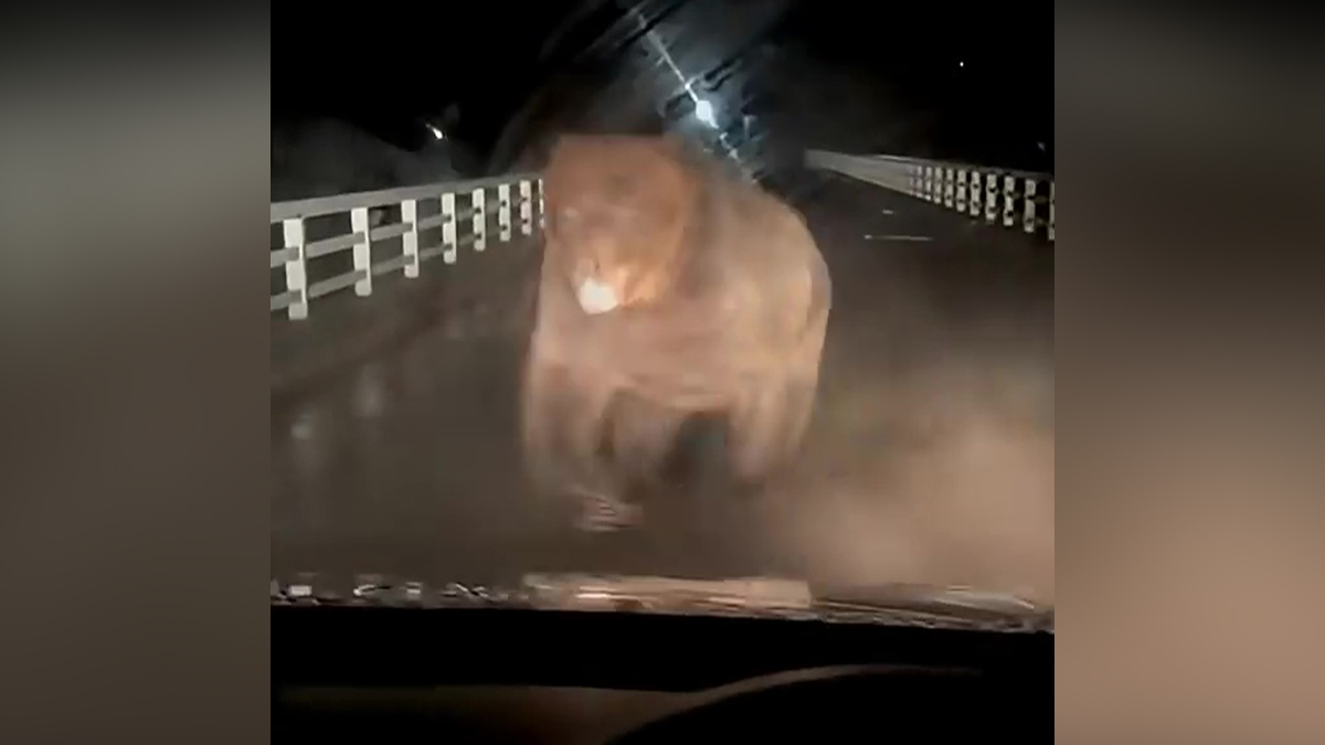 Τρομακτική επίθεση αρκούδας σε αυτοκίνητο