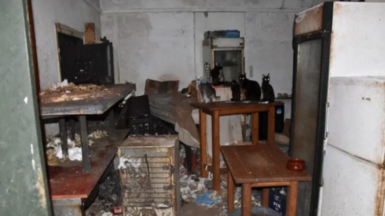 Δονούσα: 3 χρόνια φυλάκισης για τον 63χρονο που κρατούσε υποσιτισμένες 58 γάτες