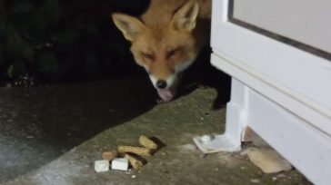 Αλεπουδίτσα «βολτάρει» στη Νέα Ιωνία