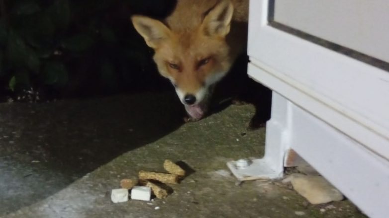 Αλεπουδίτσα «βολτάρει» στη Νέα Ιωνία Αλεπουδίτσα «βολτάρει» στη Νέα Ιωνία