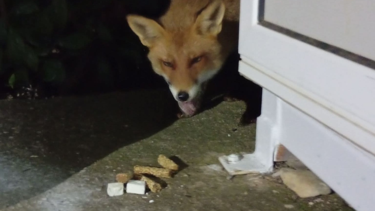 Αλεπουδίτσα «βολτάρει» στη Νέα Ιωνία