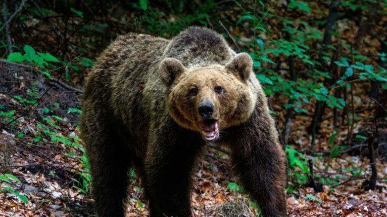 Επιθέσεις από αρκούδες στην Ιαπωνία: Δόθηκε άδεια στους αστυνομικούς να πυροβολούν