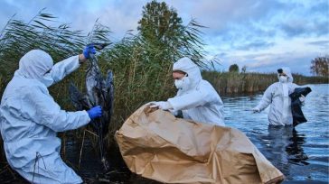 Ισπανία: Απόφαση για καθολικό λοκντάουν στην πτηνοτροφία