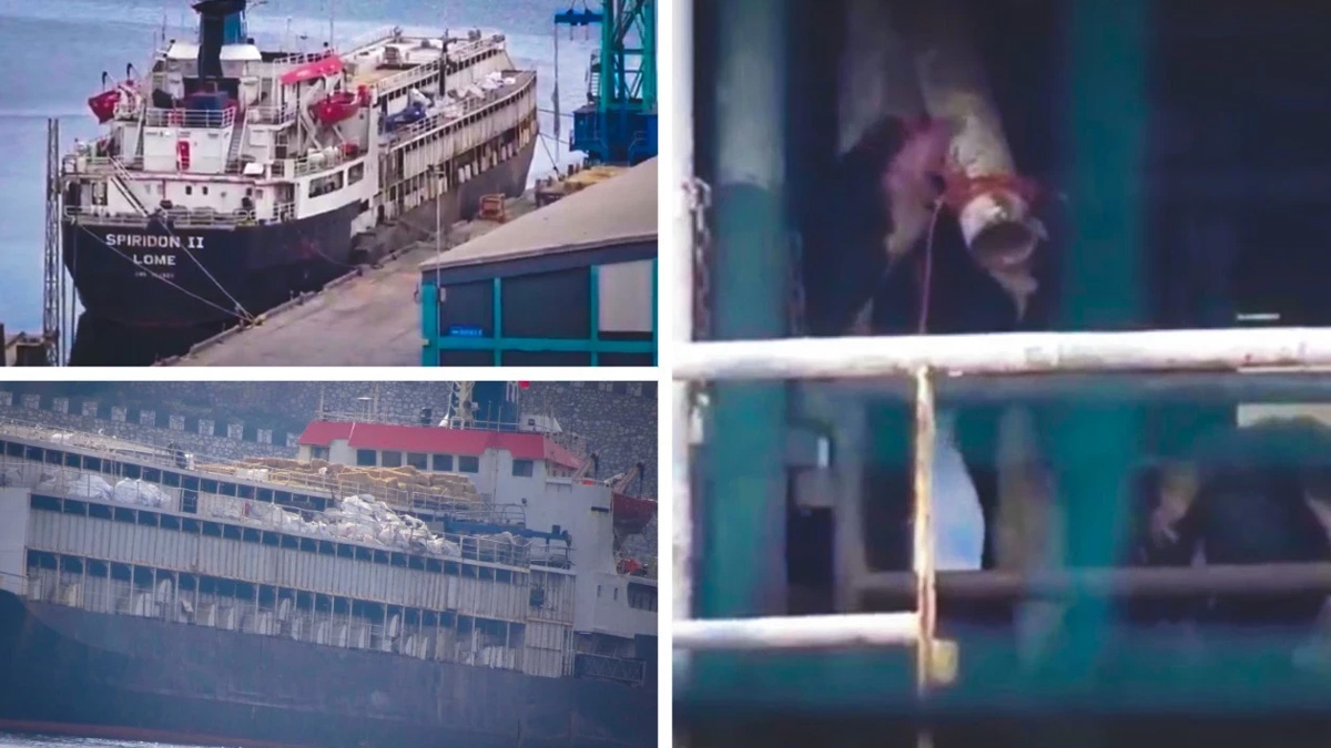 Τουλάχιστον 58 αγελάδες πέθαναν και 140 γέννησαν πάνω σε πλοίο που τις μετέφερε στην Τουρκία