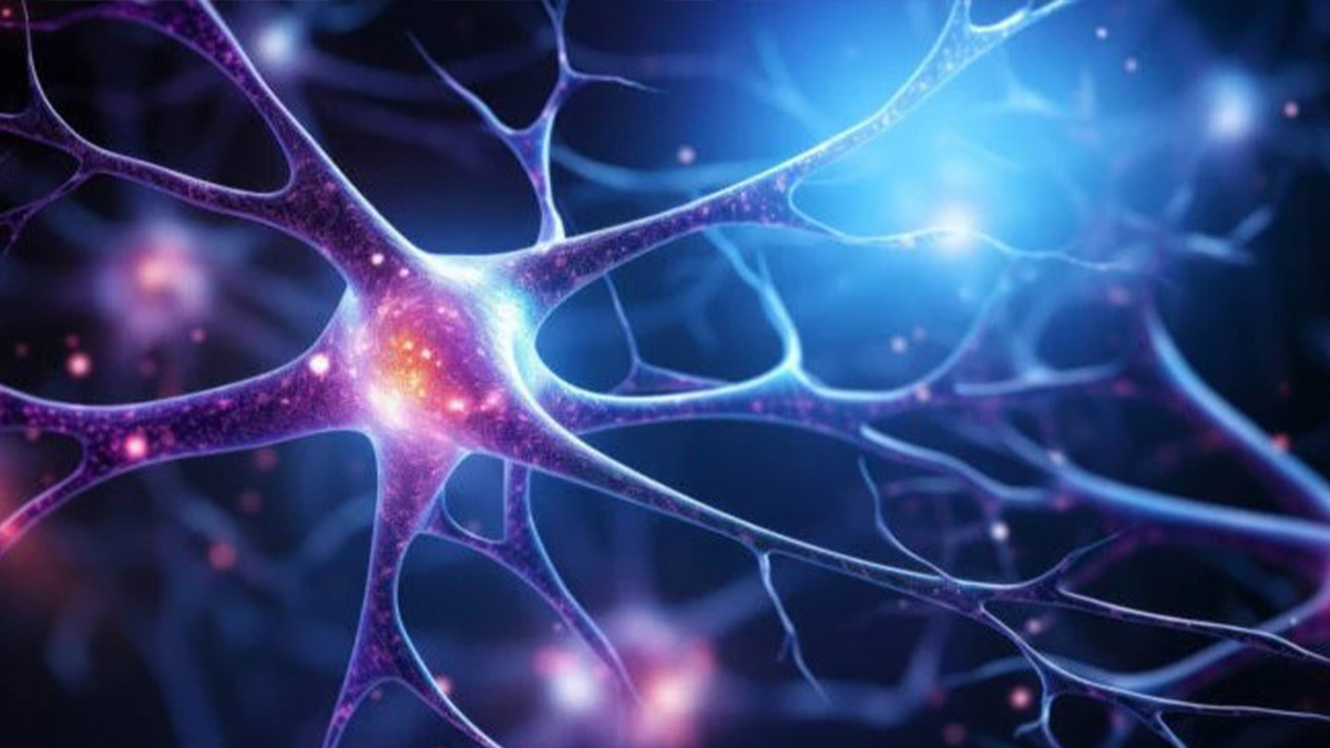 Ανθρώπινος εγκέφαλος: Βρέθηκε το μυστικό της γενικής και ειδικής νοημοσύνης