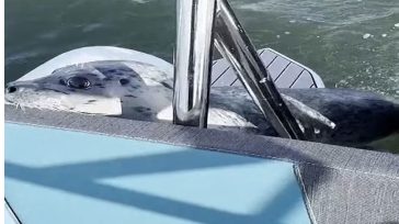 Σιάτλ: Φώκια πηδά σε βάρκα για να σωθεί από φάλαινες – δολοφόνους