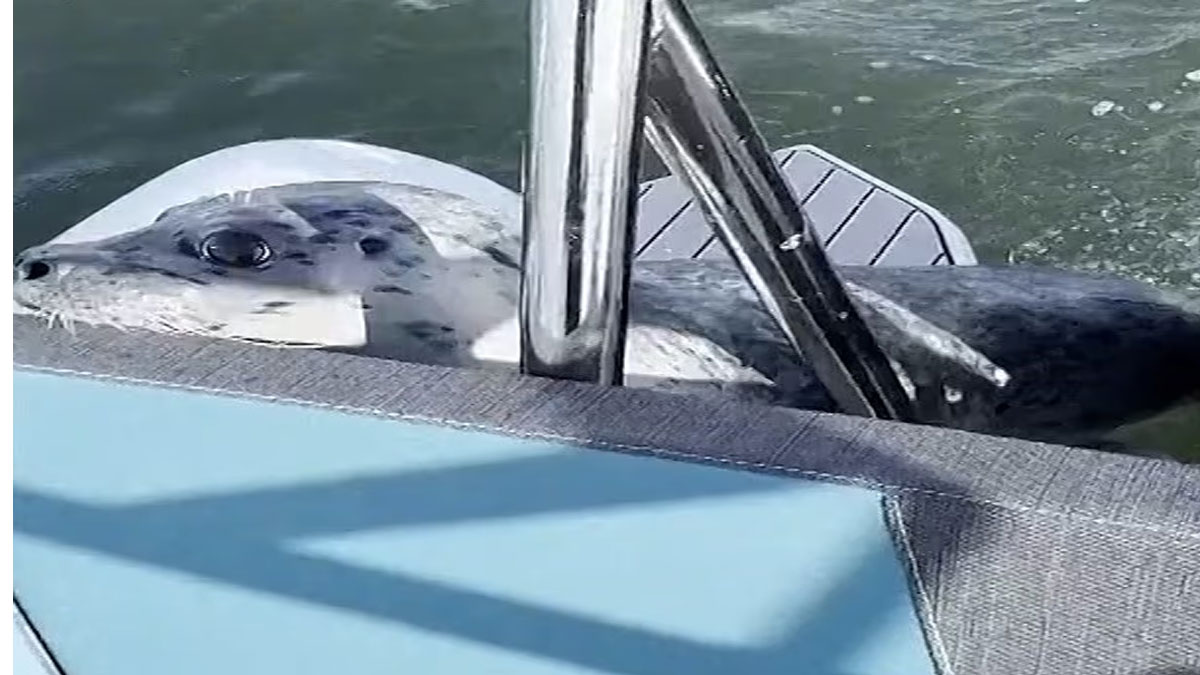 Σιάτλ: Φώκια πηδά σε βάρκα για να σωθεί από φάλαινες – δολοφόνους