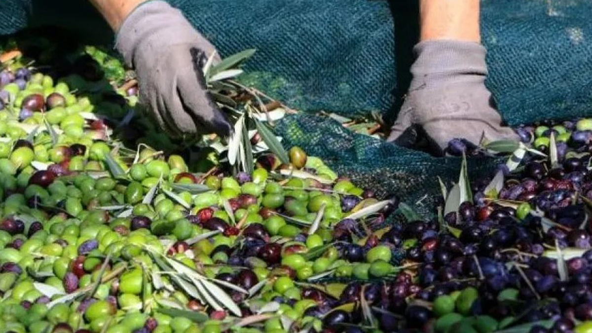 Μάζευε ελιές και πέθανε