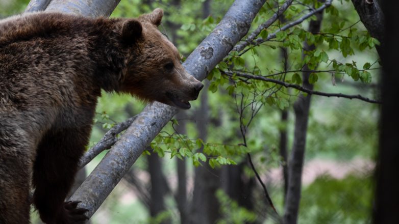 Δράμα: Πυροβόλησαν και αποκεφάλισαν αρκούδα