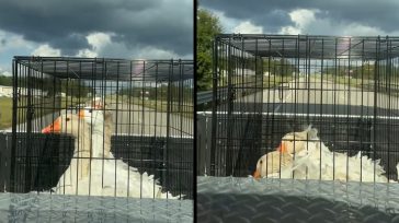 Χήνες vs γέφυρες