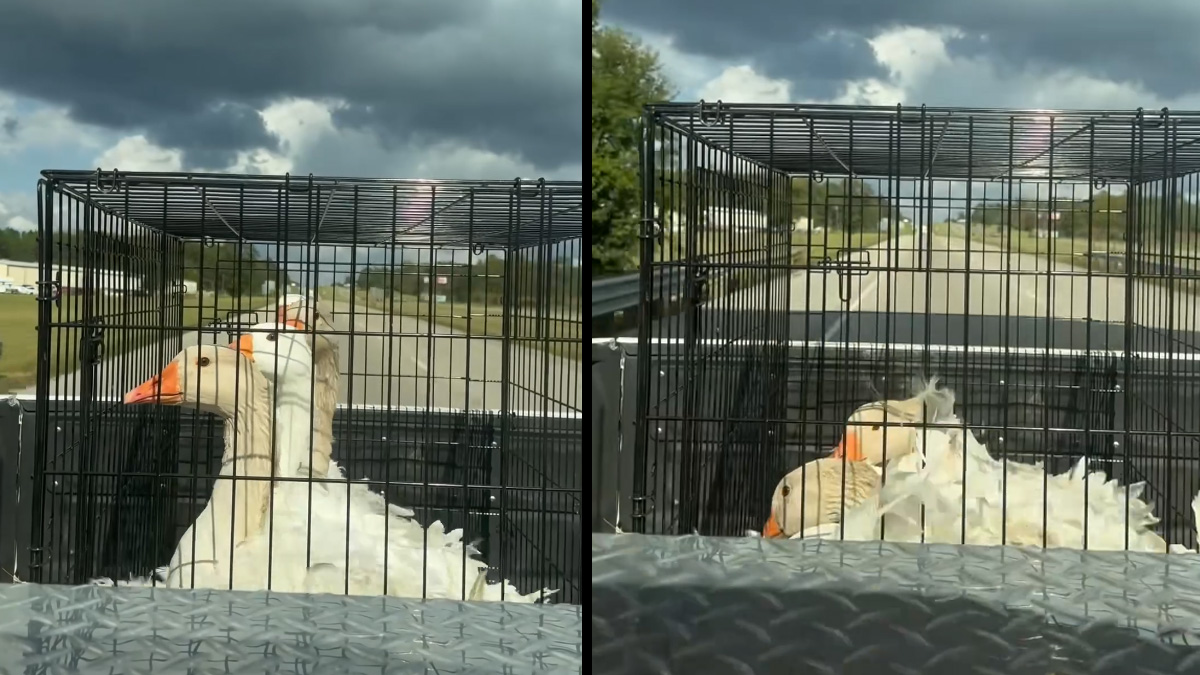 Χήνες vs γέφυρες