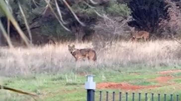 Θεσσαλονίκη: Αγέλη λύκων έκανε την εμφάνισή της στις παρυφές της Πυλαίας