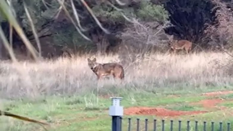 Θεσσαλονίκη: Αγέλη λύκων έκανε την εμφάνισή της στις παρυφές της Πυλαίας Θεσσαλονίκη: Αγέλη λύκων έκανε την εμφάνισή της στις παρυφές της Πυλαίας