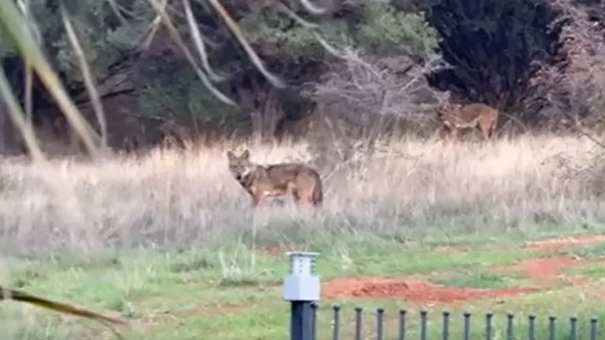 Θεσσαλονίκη: Αγέλη λύκων έκανε την εμφάνισή της στις παρυφές της Πυλαίας