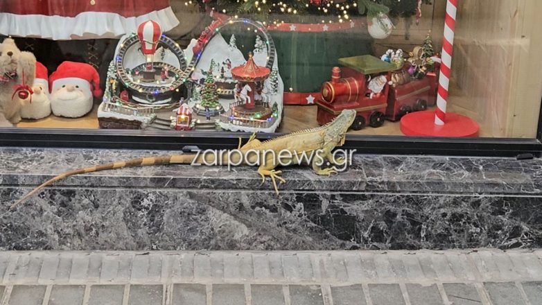 Τεράστιο ιγκουάνα βγήκε για …ψώνια στο κέντρο των Χανίων