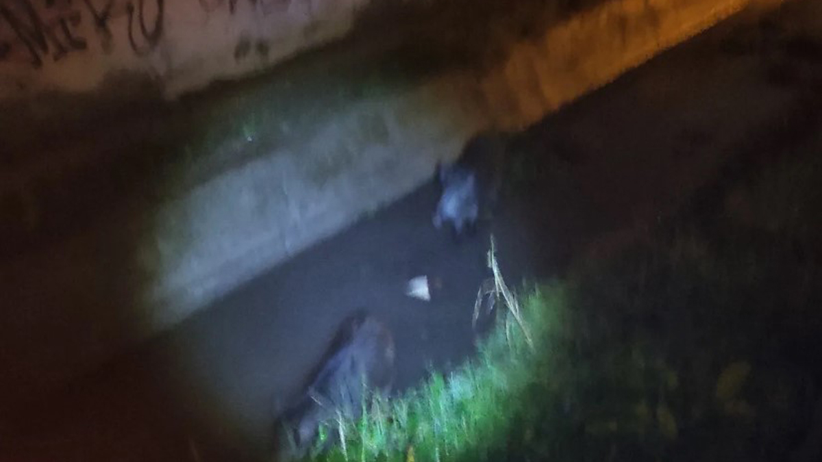 Θεσσαλονίκη: Εντοπίστηκαν αγριογούρουνα στα Διαβατά