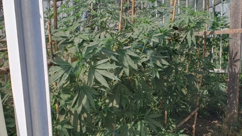 Πάτρα: Καλλιεργούσαν κάνναβη σε σπίτι Πάτρα: Καλλιεργούσαν κάνναβη σε σπίτι