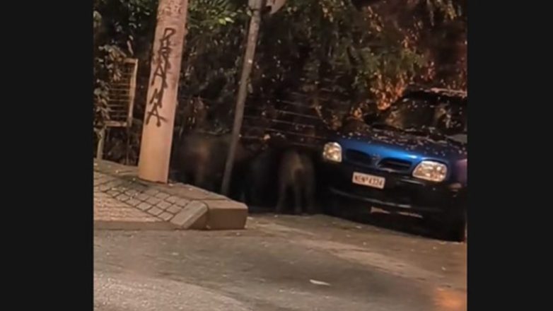 Θεσσαλονίκη: Αγριογούρουνα έκαναν βόλτες στην Τούμπα Θεσσαλονίκη: Αγριογούρουνα έκαναν βόλτες στην Τούμπα