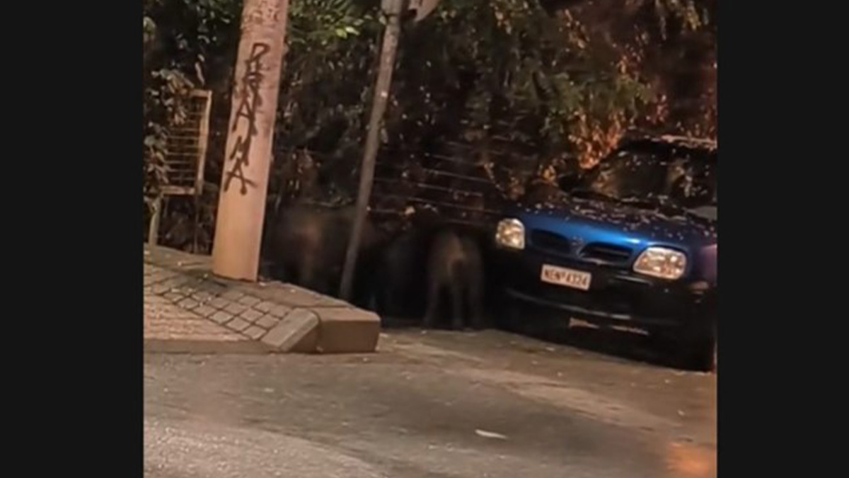 Θεσσαλονίκη: Αγριογούρουνα έκαναν βόλτες στην Τούμπα