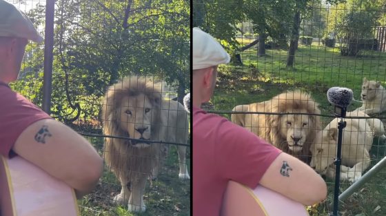 Σερενάτα για λιοντάρια