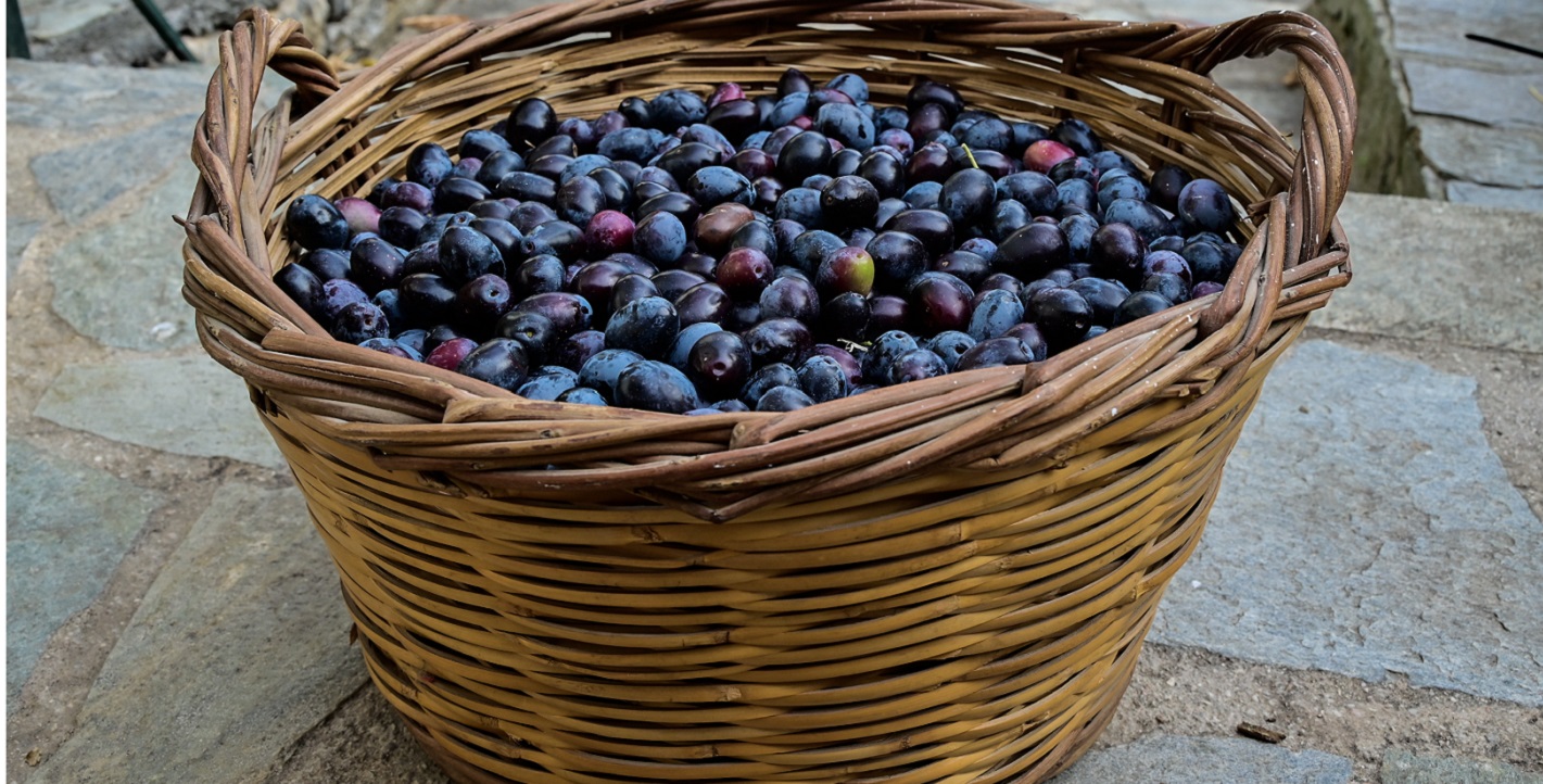 Μάζεμα ελιάς στη Βοιωτία