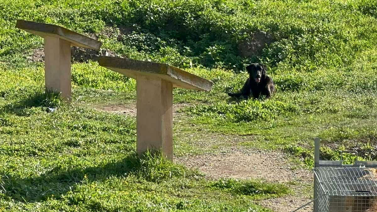 Αγέλη σκύλων επιτέθηκε σε 17χρονη